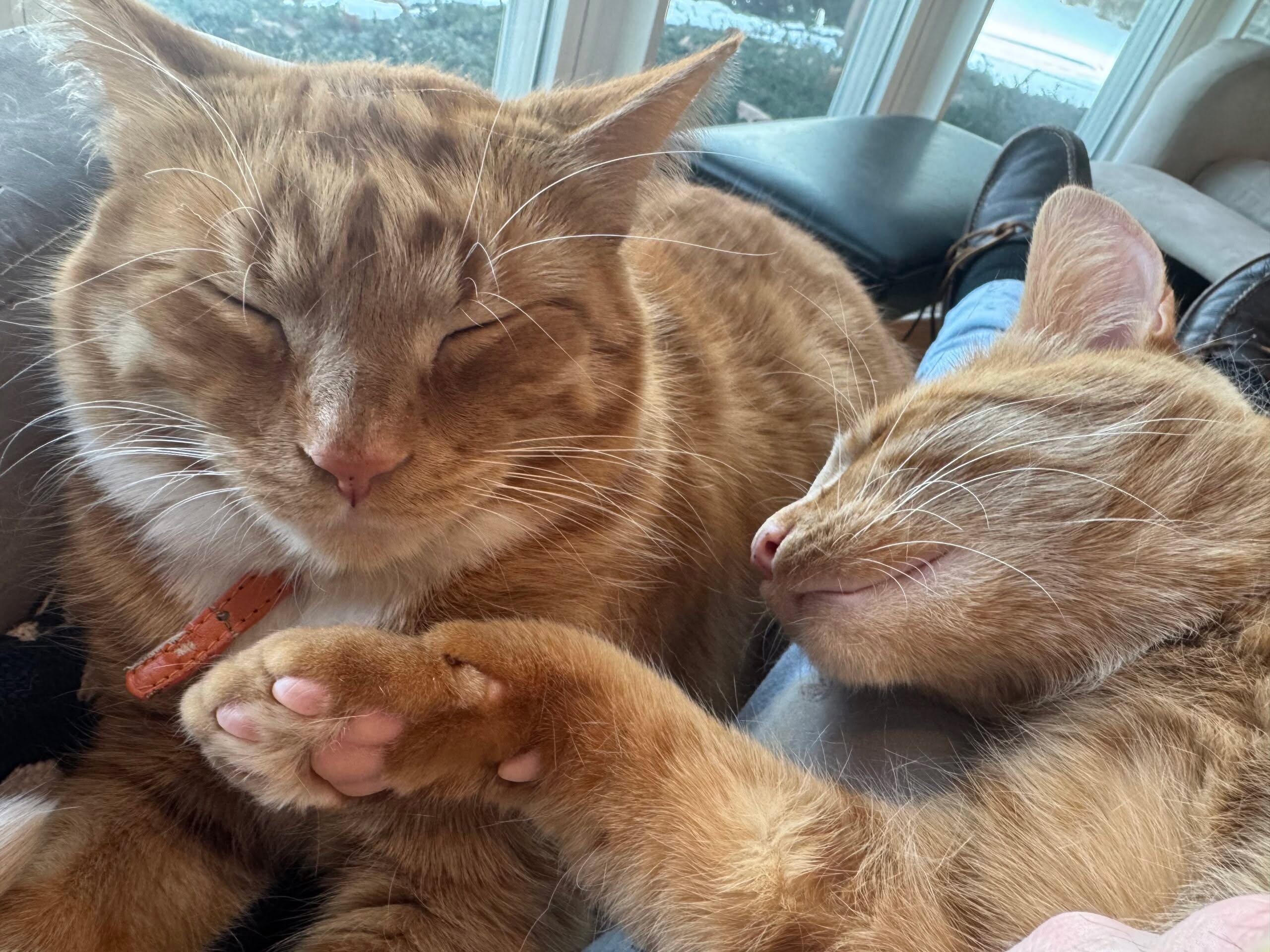 IMG_7584 Two orange tabby cats sleeping together indoors
